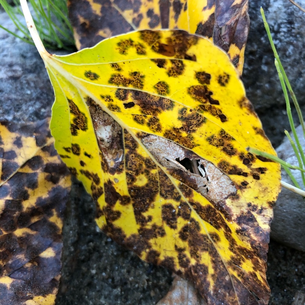 Meet your Posher, Kathleen